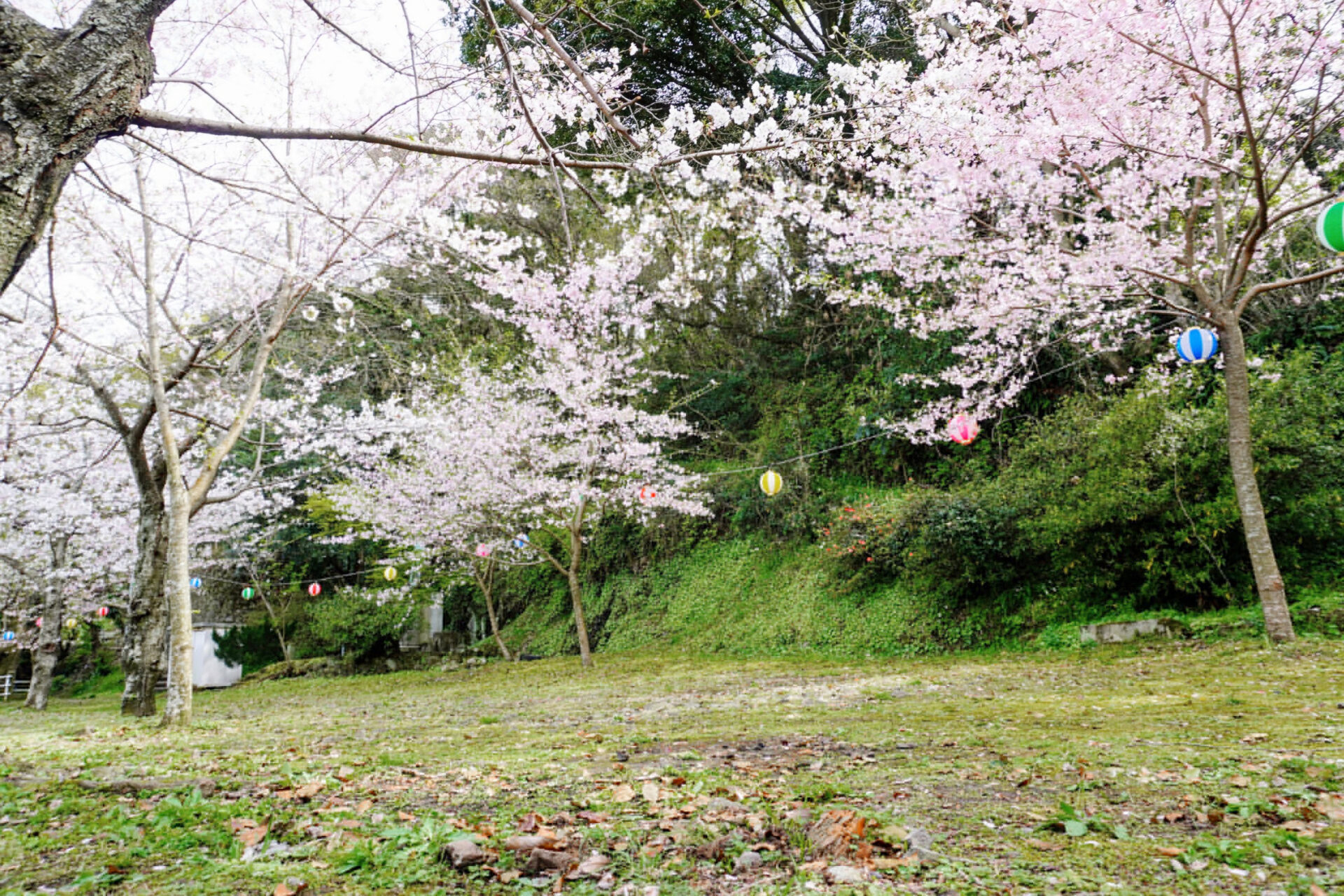 桜が綺麗なスポット